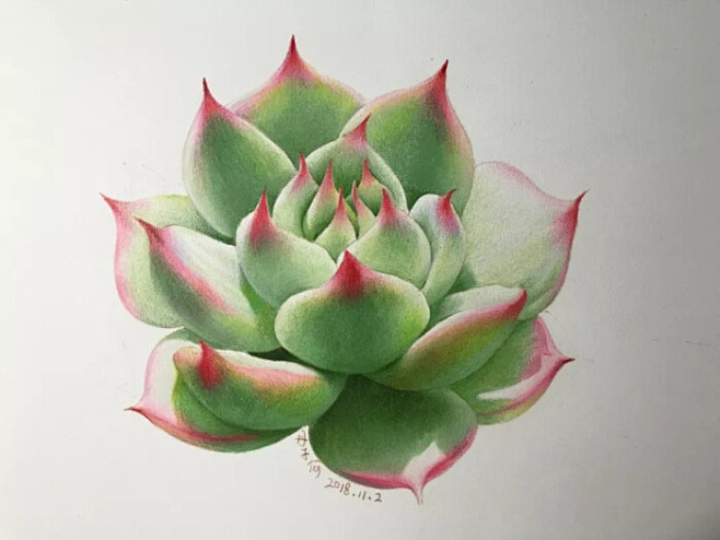 彩铅画手绘多肉