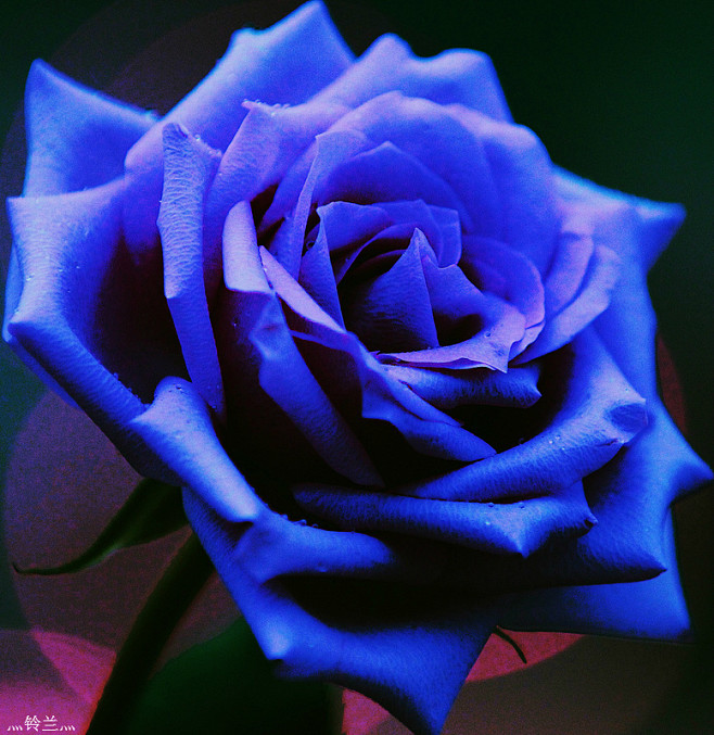 削断的色彩从随意*幸福转采于2016-02-27 20:39:48蓝玫瑰1喜欢花的