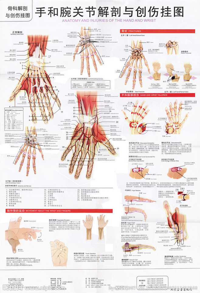 手和腕关节解剖图源文件