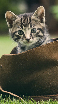 图饭sir采集到【动物~猫咪鹿手机壁纸】