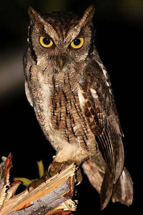 鸮形目鸱鸮科鸣角鸮属热带角 