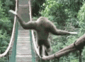 一只贪玩的南非长臂猿当中有桥不走偏偏跳上吊桥的一边挑战高难度走