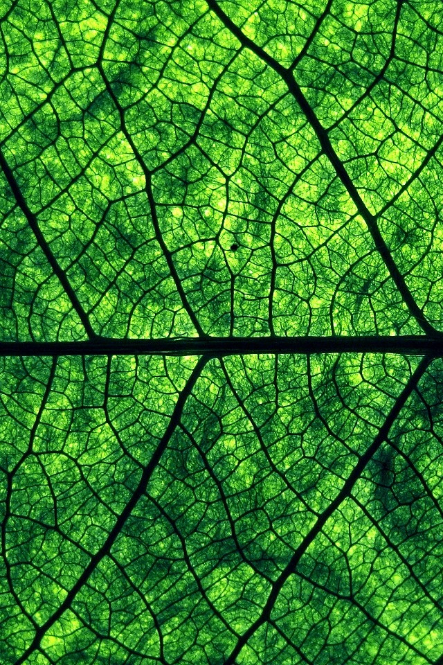 自然艺术纹理图集下载植物叶子材料表皮肌理服装平面绘画图案纹理