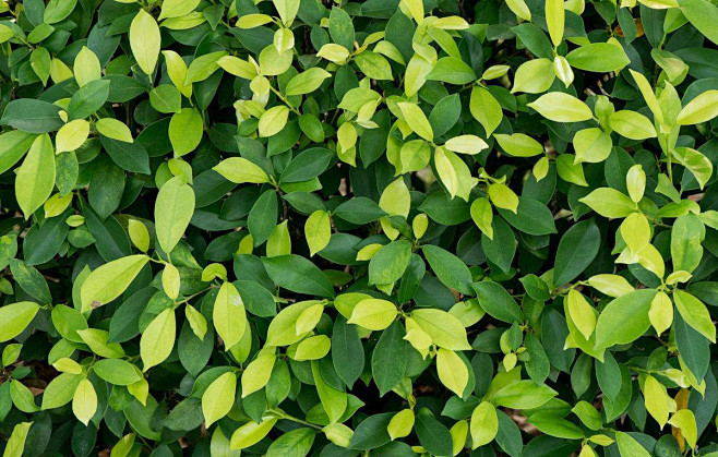 231垂榕1别名垂叶榕细叶榕小叶榕垂枝榕叶片革质亮绿色