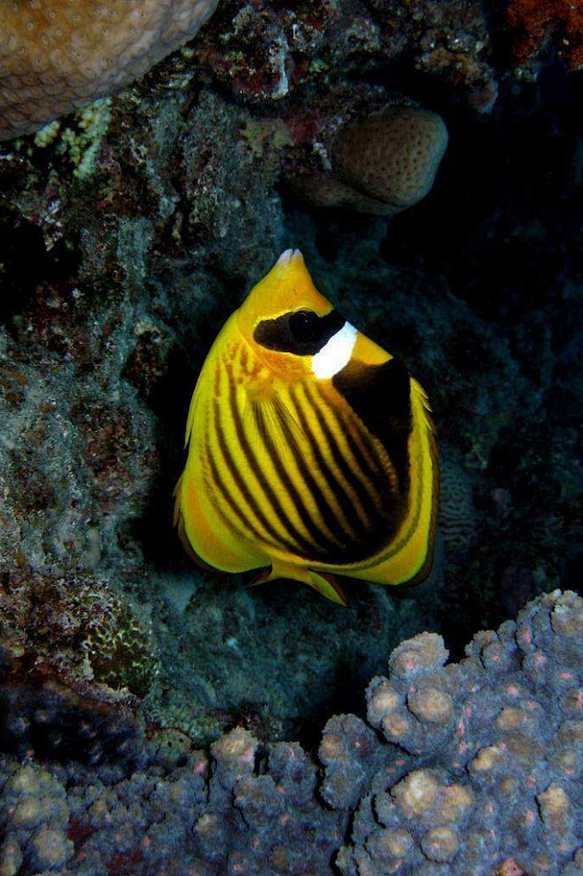 鲈形目珊瑚鱼