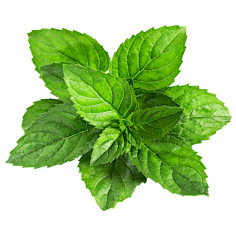 油炸大蜗牛采集到植物素材