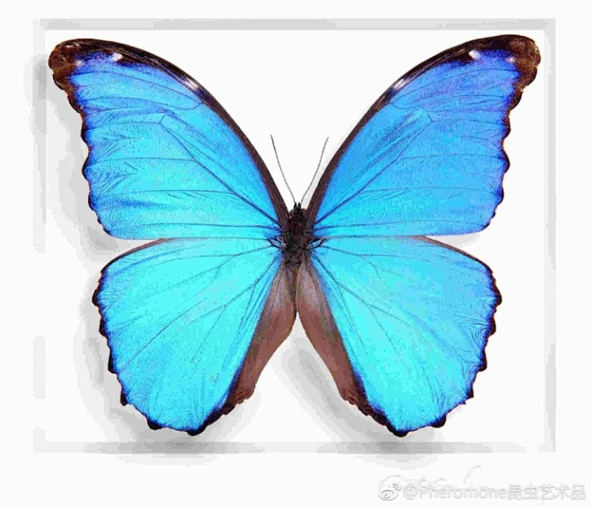 蓝色诱惑# 蓝色大闪蝶也称蓝闪蝶,蓝闪.
