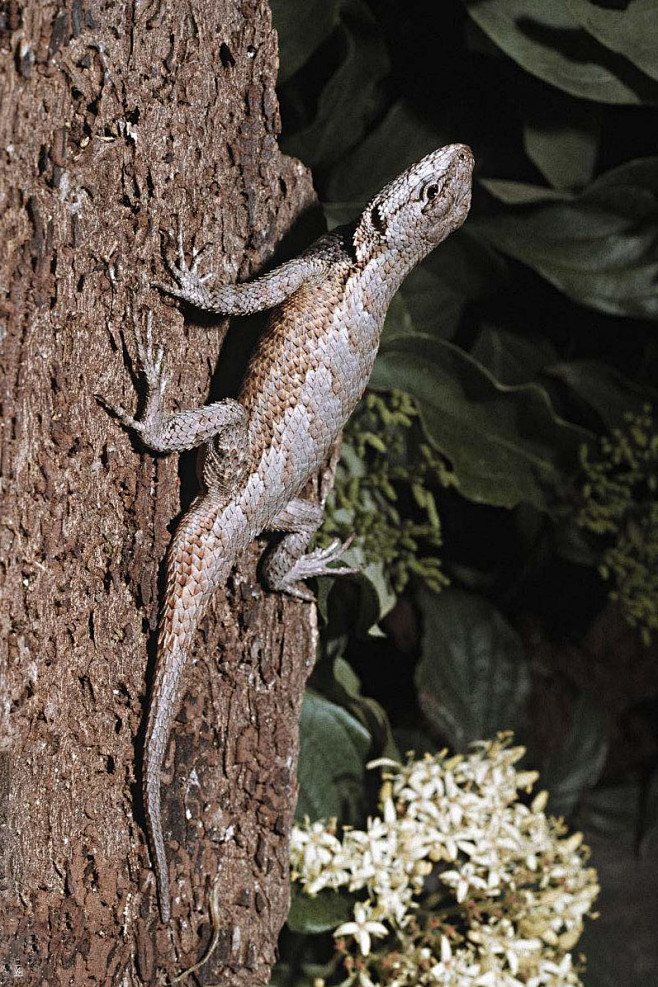 蜥蜴目美洲鬣蜥科角蜥属强棱蜥