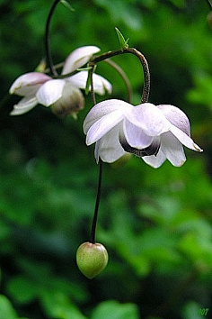 喵星雯~采集到花花世界