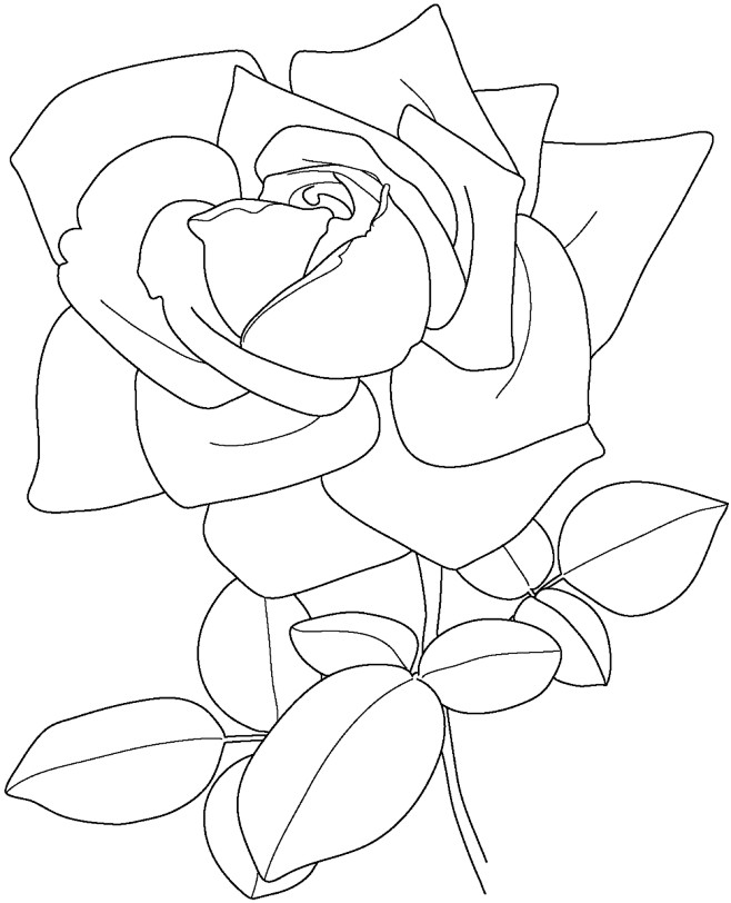蔷薇的画法简笔画图片