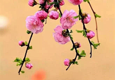 清新=淡雅采集到花朵