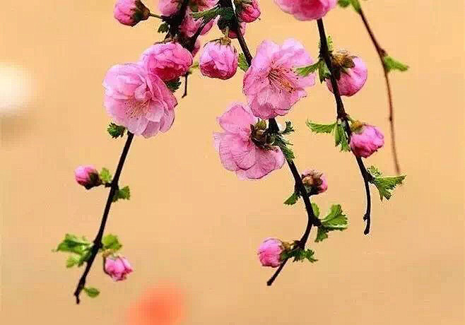 清新=淡雅采集到花朵