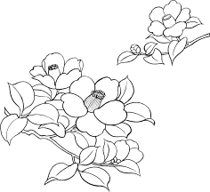 黑白素描花线稿 侵删 花瓣网 陪你做生活的设计师 给大家分享超多花朵线稿练习素材