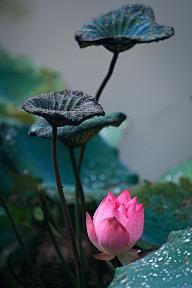桃花平子采集到与佛有关