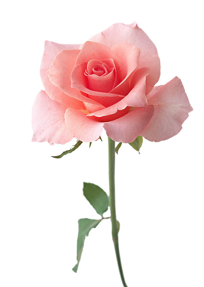 小敖不营业从密斯范转采于2021-11-11 16:02:06粉色花植物贴图小敖不