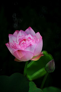 cherylulu采集到依蓮