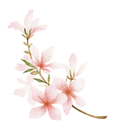 paddy_lee采集到那些花儿