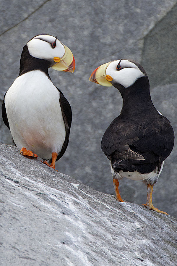 鸻形目海雀科海鹦属角海鹦