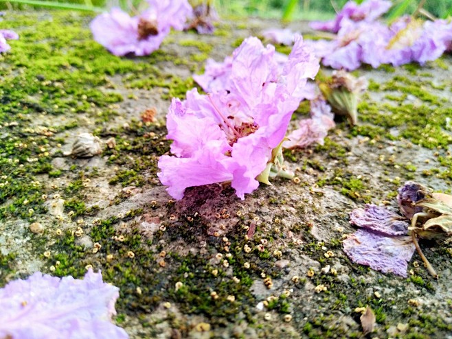 落地花-花瓣网|陪你做生活的设计师