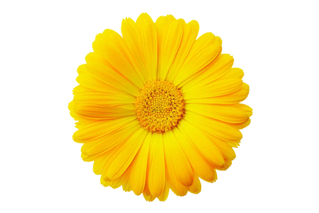 花朵png素材透明素材图鲜花png免抠图素材