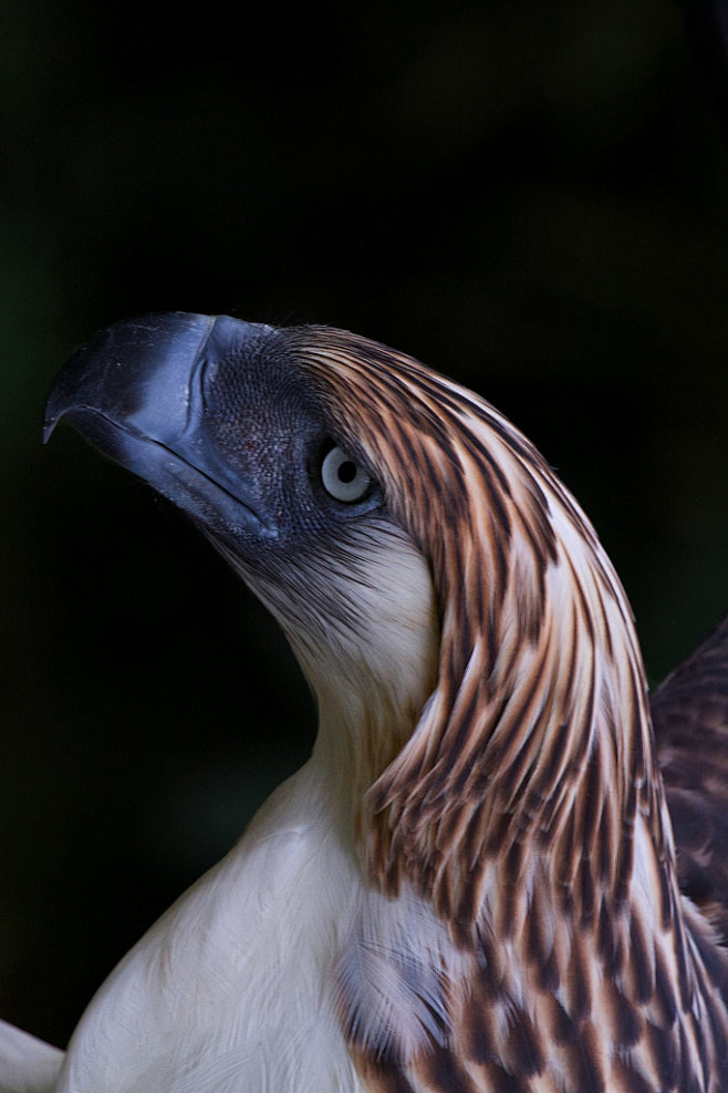 鹰形目鹰科菲律宾雕属菲律宾雕