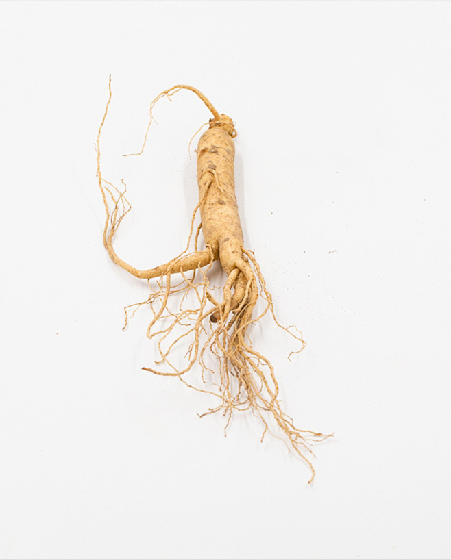 沐言绘采集于2021-10-02 17:37:48人参中药沐言绘该采集也在以下画板