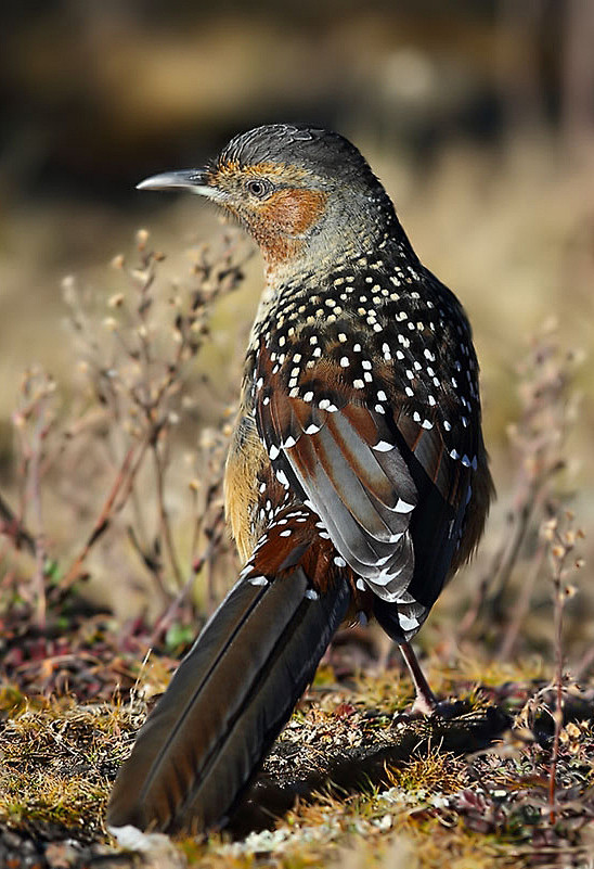 大噪鹛鸟纲国家三级保护动物
