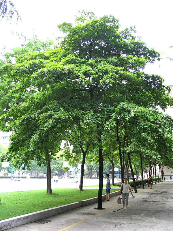 80cb39db大叶榄仁