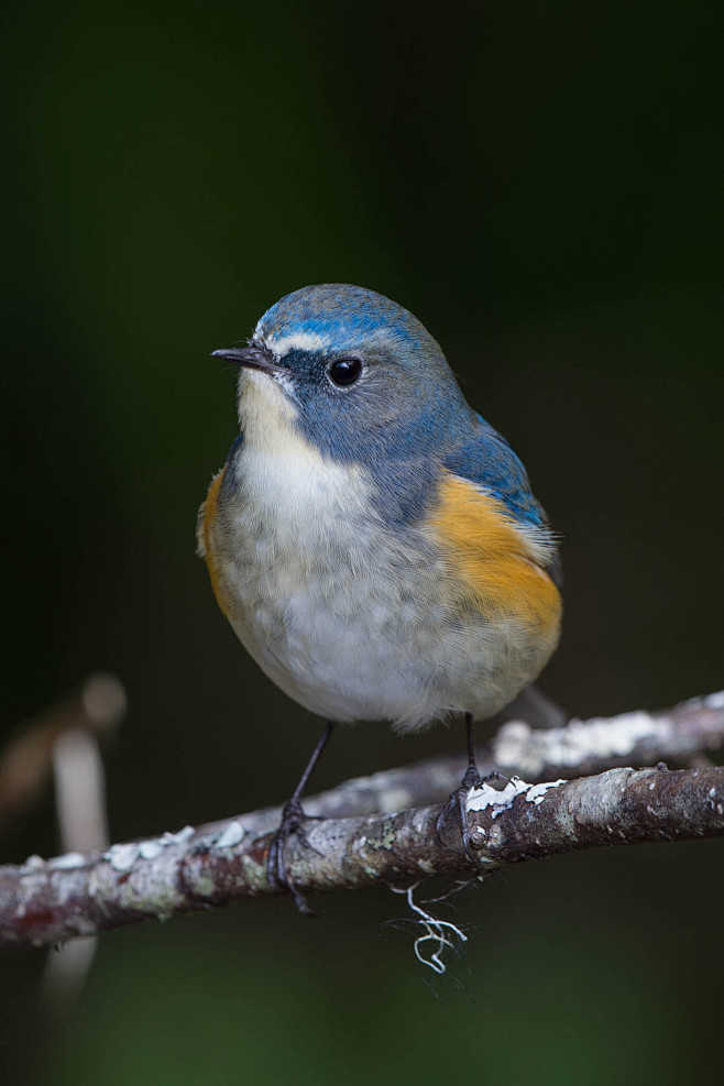雀形目鹟科鸲属红胁蓝尾鸲