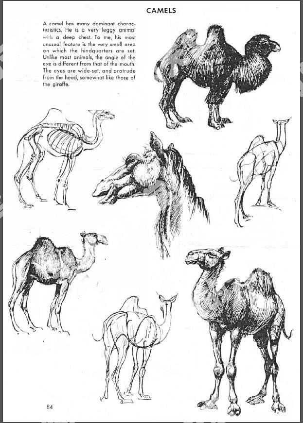 j36动物昆虫运动规律走路奔跑原画动画参考临摹动态分解图淘宝网