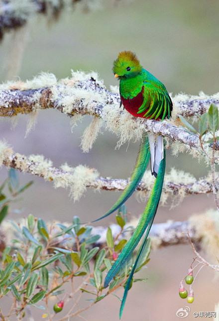 格查尔鸟号称南美洲的极乐鸟是危地马拉的国鸟