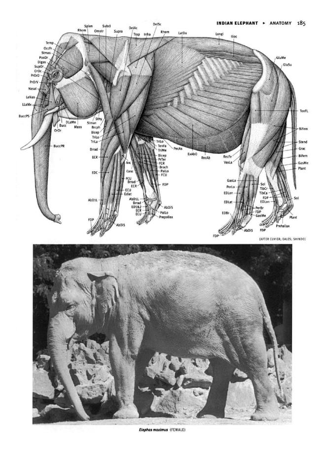 動物解剖 英文0198