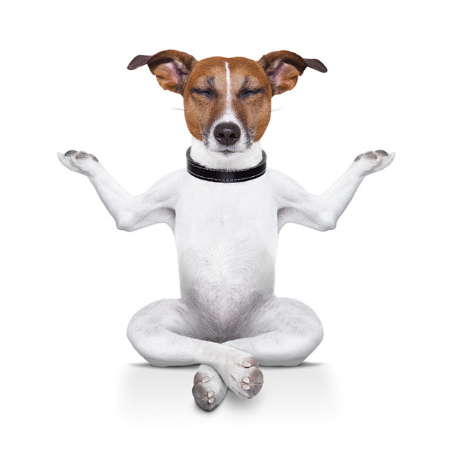 练瑜伽的小狗图片