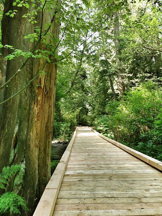 森林木棧道cathedral boardwalk trail-mooool設計