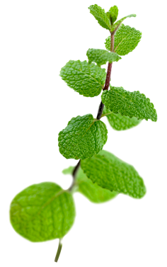 油炸大蜗牛采集到植物素材
