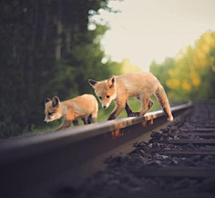 焦糖沫采集到Fox〔狐狸〕
