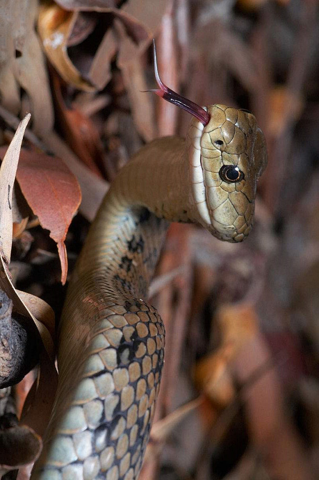 新蛇亚目眼镜蛇科粗鳞蛇
