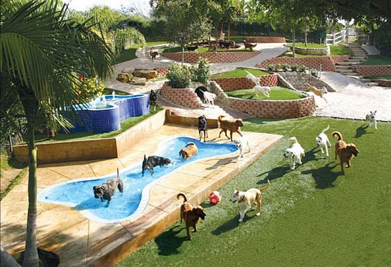 gov "pet park"的图片搜索结果 bedfordtx.gov 可