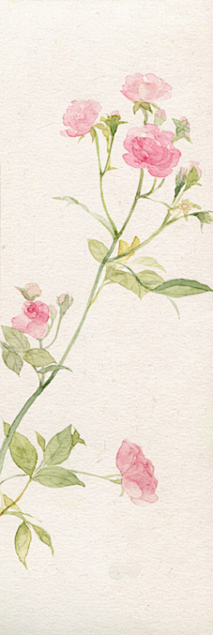再无觅处采集到淡淡的水彩☆Plant