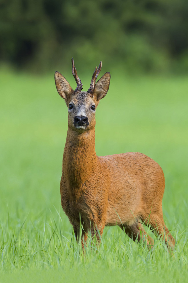 偶蹄目反刍亚目鹿科欧洲狍
