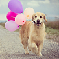 Golden Stars 在 Instagram 上发布：“happy friday!”
狗、汪星人、金毛