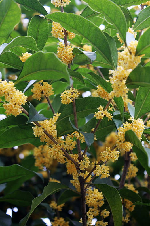 miranda0819从月色溶溶蝴蝶梦转采于2016-02-14 23:20:01桂花花