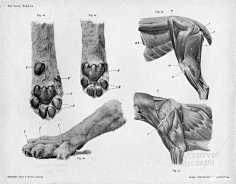 动物-花瓣网|陪你做生活的设计师 | 画 不了解结构怎么行