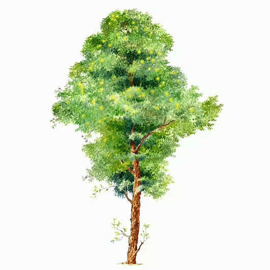 手绘树