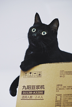 默北mo采集到定时吸猫~
