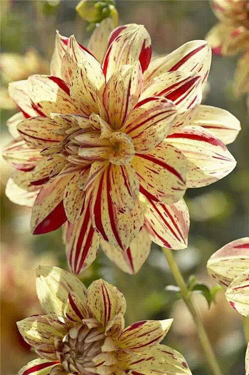 清新=淡雅采集到花朵