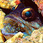 金眼镜大颚鱼和它的卵