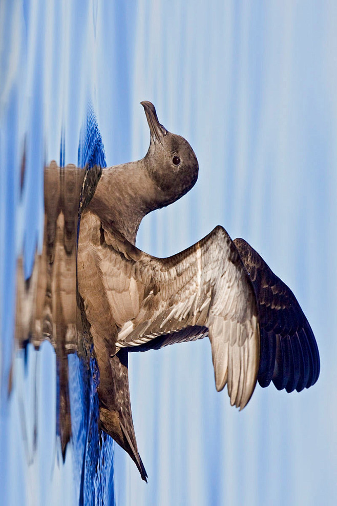 鹱形目鹱科鹱属灰鹱