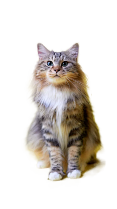 花瓣网|陪你做生活的设计师 | 可爱狗狗卡通小狗png透明背景免扣素材