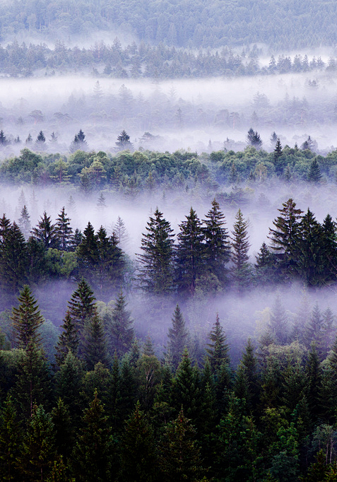 很有层次感得雾林